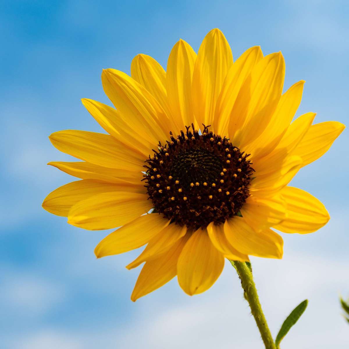 Sunflower, Photo by Brett Sayles from Pexels